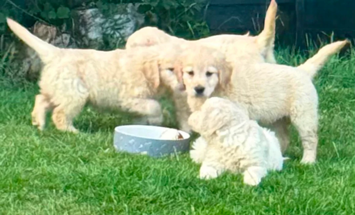 Wunderschöne Golden-Retriever-Welpen