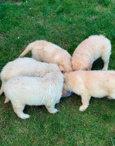 Wunderschöne Golden-Retriever-Welpen