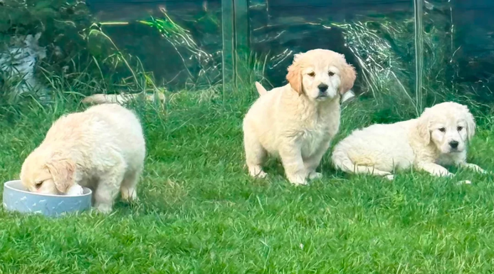 Wunderschöne Golden-Retriever-Welpen