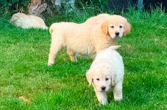 Wunderschöne Golden-Retriever-Welpen