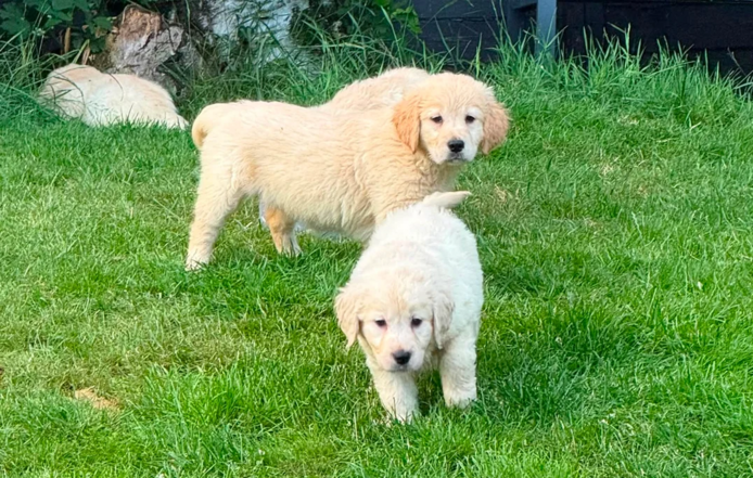 Wunderschöne Golden-Retriever-Welpen
