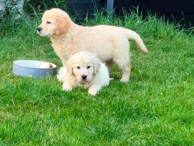 Wunderschöne Golden-Retriever-Welpen