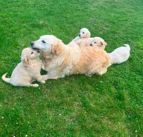 Wunderschöne Golden-Retriever-Welpen