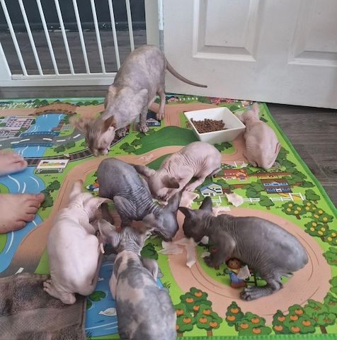 5 wunderschöne Sphynx-Kätzchen