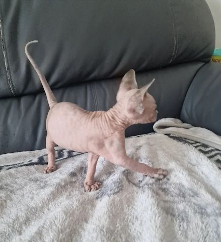 Kanadische Sphynx-Kätzchen suchen ein liebevolles Zuhause