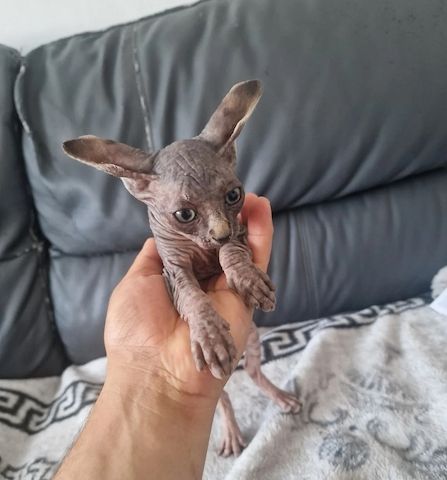 2 Kanadische Sphynx-Kätzchen