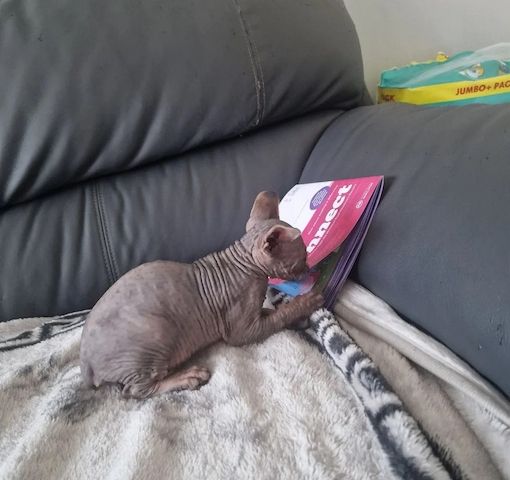 Entzückende Canadian-Sphynx-Kätzchen