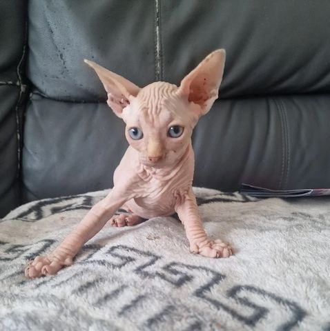 Entzückende Canadian-Sphynx-Kätzchen