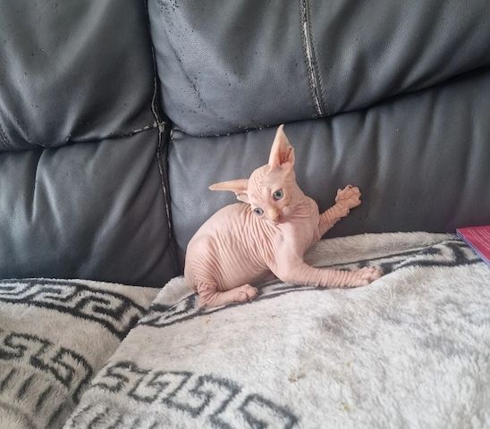 Entzückende Canadian-Sphynx-Kätzchen