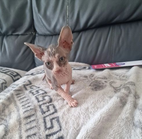Süße kanadische Sphynx-Kätzchen suchen ein liebevolles Zuhause