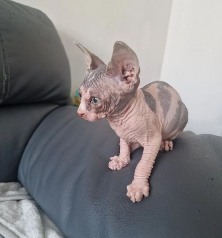 Sphynx-Kätzchen