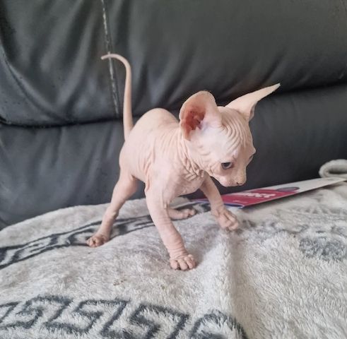 Sphynx-Kätzchen suchen ein liebevolles Zuhause