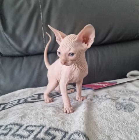 Süße kanadische Sphynx-Kätzchen