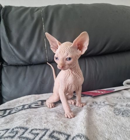 Süße kanadische Sphynx-Kätzchen