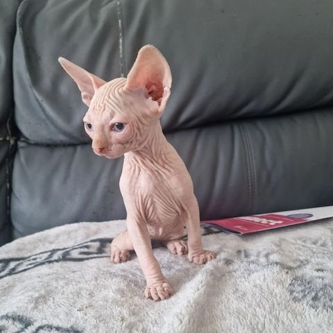 3 süße kanadische Sphynx-Kätzchen