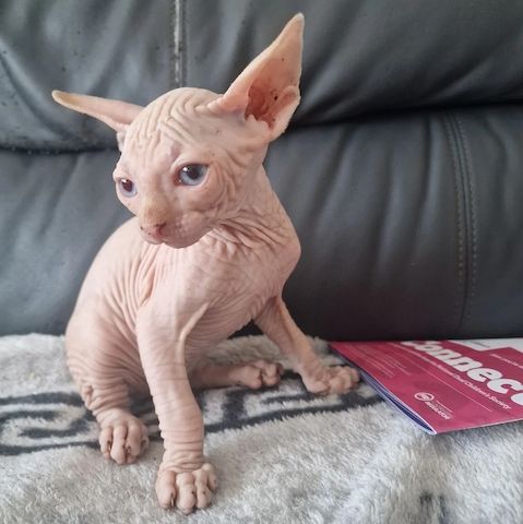 kanadische Sphynx-Kätzchen