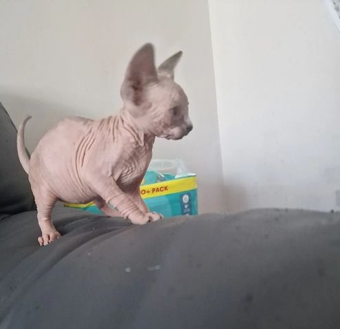 Sphynx-Kätzchen