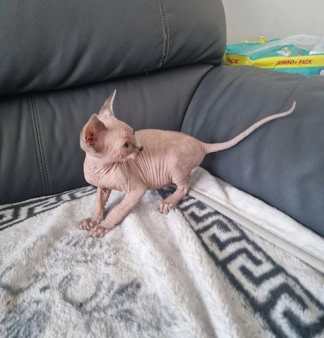 3 süße kanadische Sphynx-Kätzchen