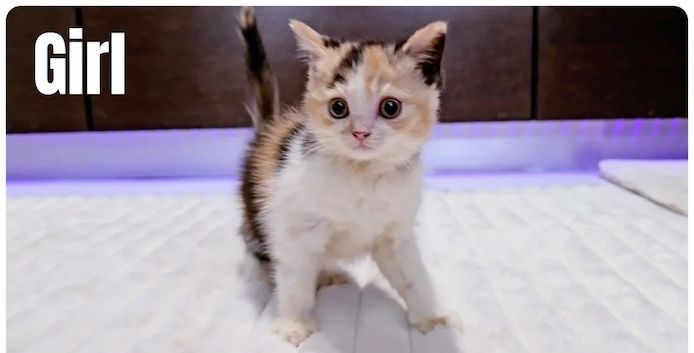 🐾 Wunderschöne Munchkin-Kätzchen abzugeben 🐾