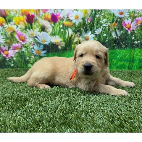 Golden-Retriever-Welpen wachsen in einem lebhaften Familienhaushalttäglich betreut