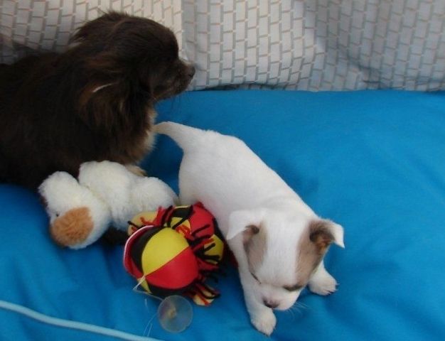 Sehr liebevolle Chihuahua-Welpen