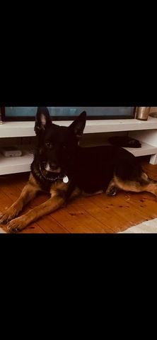 Ghost 6 Jahre sucht neues Zuhause