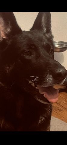 Ghost 6 Jahre sucht neues Zuhause