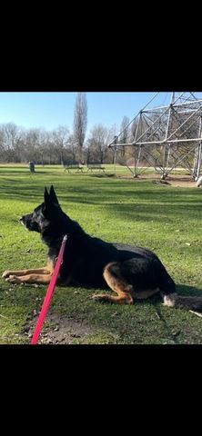 Ghost 6 Jahre sucht neues Zuhause