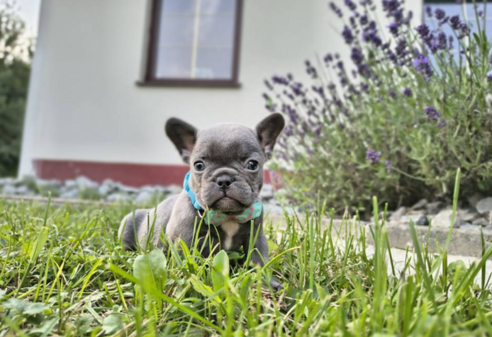 Französische Bulldoggen-Welpen suchen ein Zuhause