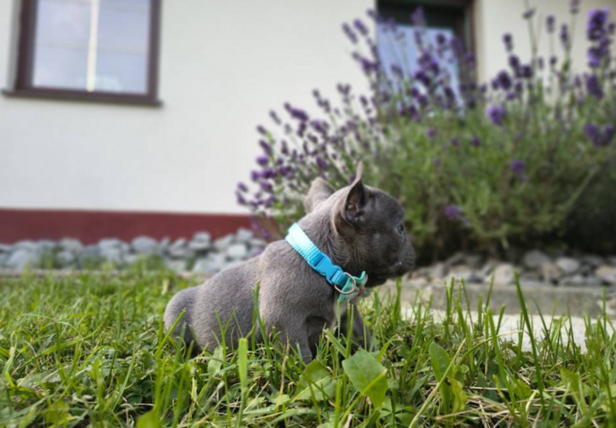 Französische Bulldoggen-Welpen suchen ein Zuhause