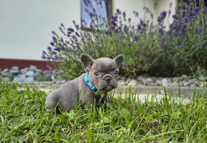Französische Bulldoggen-Welpen suchen ein Zuhause