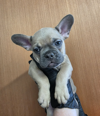 Französische Bulldoggen-Welpen abzugeben
