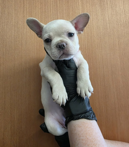 Französische Bulldoggen-Welpen abzugeben