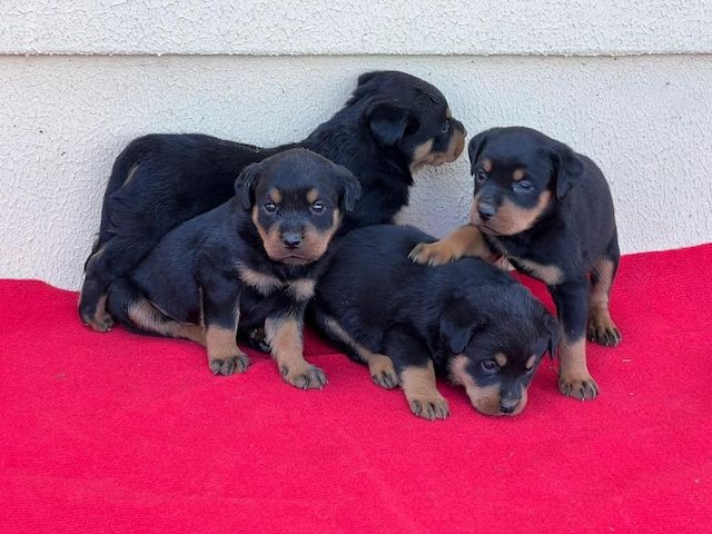 13 Wochen alte Rottweiler-Welpen abzugeben