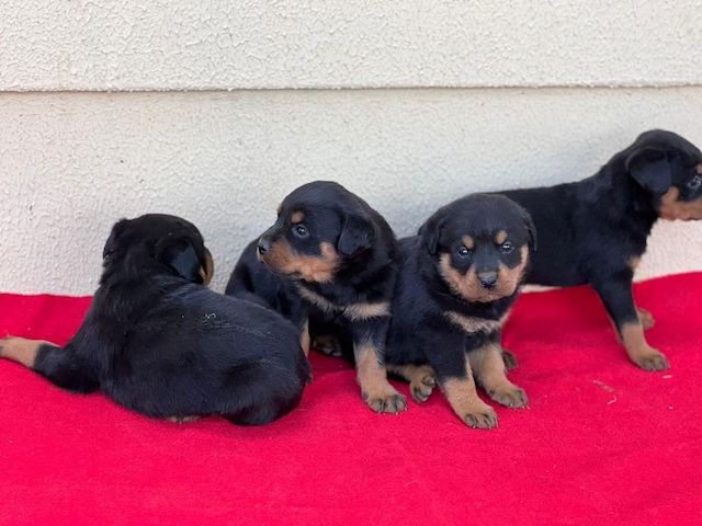 13 Wochen alte Rottweiler-Welpen abzugeben