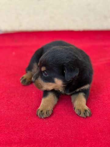 13 Wochen alte Rottweiler-Welpen abzugeben