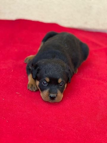 13 Wochen alte Rottweiler-Welpen abzugeben