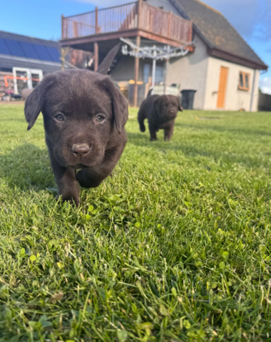 Schokobraune Labrador-Welpen zu verkaufen.
