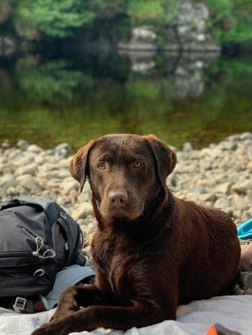 Schokobraune Labrador-Welpen zu verkaufen.