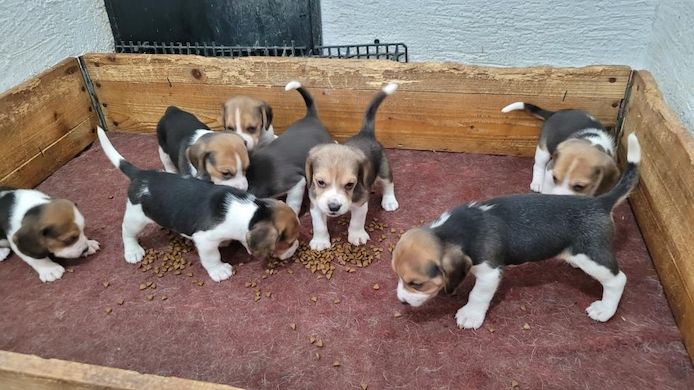 Süße Beagle-Welpen suchen ein Zuhause