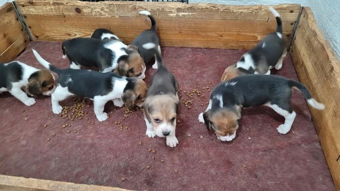 Süße Beagle-Welpen suchen ein Zuhause
