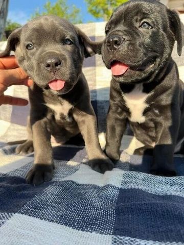 Cane-Corso-Welpen zu verkaufen.