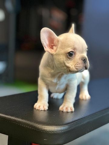 Französische Bulldoggen-Welpen abzugeben