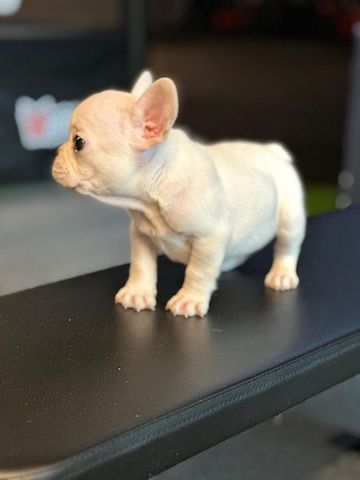 Französische Bulldoggen-Welpen abzugeben