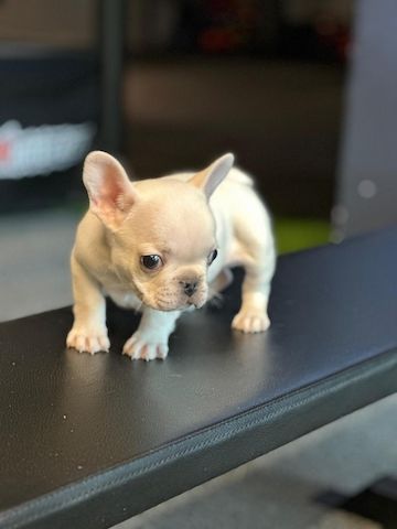 Französische Bulldoggen-Welpen abzugeben