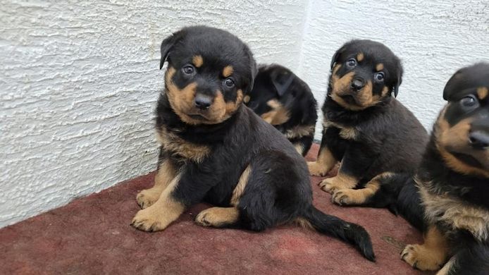 13 Wochen alte Rottweiler-Welpen abzugeben
