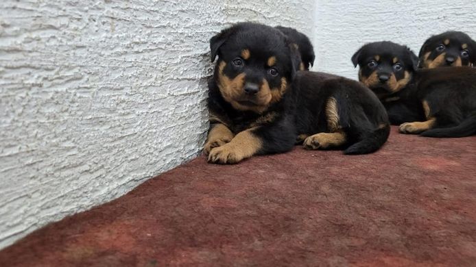 13 Wochen alte Rottweiler-Welpen abzugeben