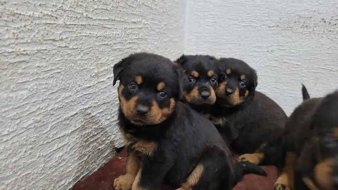 13 Wochen alte Rottweiler-Welpen abzugeben