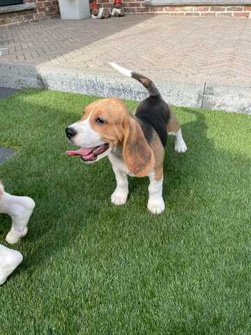 Süße Beagle-Welpen suchen ein Zuhause