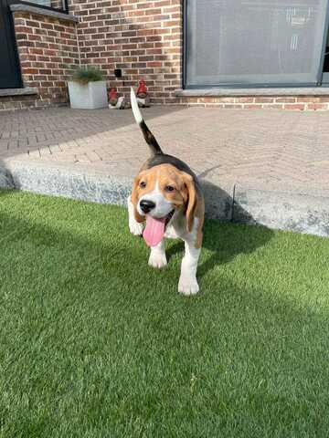 Süße Beagle-Welpen suchen ein Zuhause